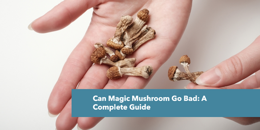 Can Magic Mushroom Go Bad?