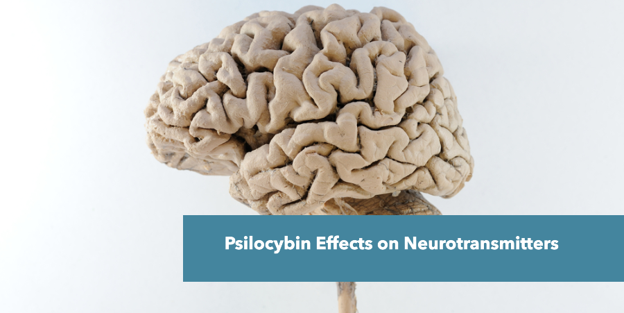 Psilocybin Effects on Neurotransmitters