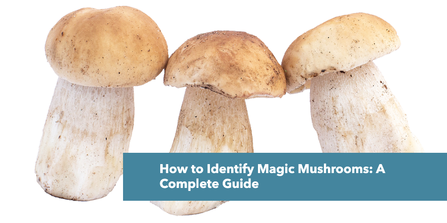 How to Identify Magic Mushrooms? – Moosh Wellness