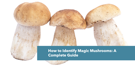 How to Identify Magic Mushrooms?