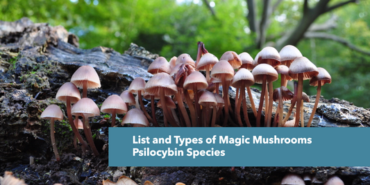 List and Types of Magic Mushrooms Psilocybin Species